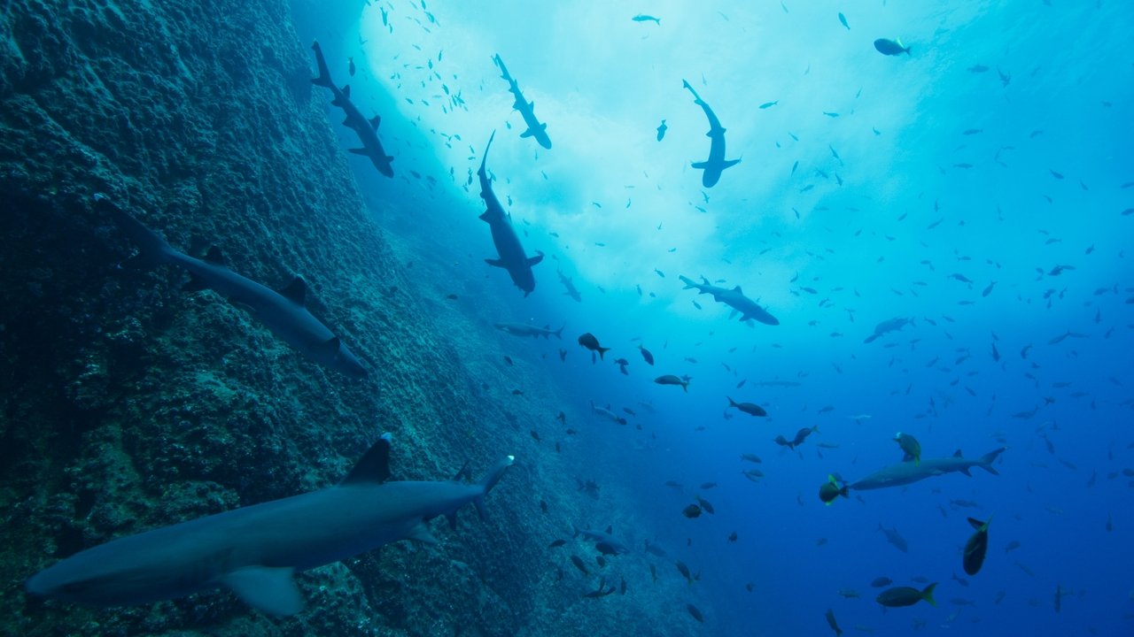 Our Oceans - Spanish TV show backdrop