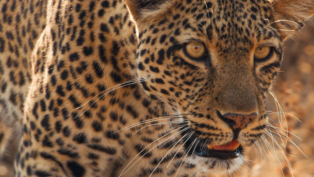 Mammals - Spanish TV show backdrop
