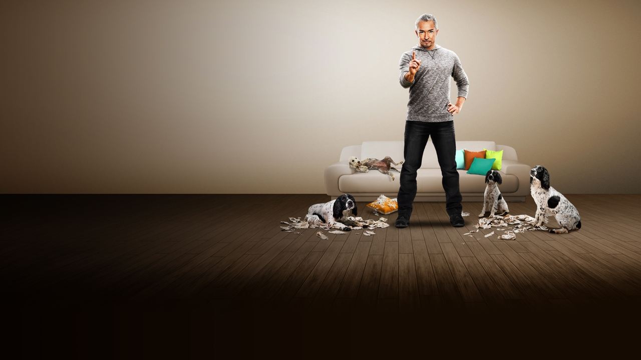 Dog Whisperer - Spanish TV show backdrop